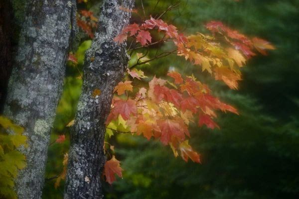 Michigan Autumn colors of maple leaves